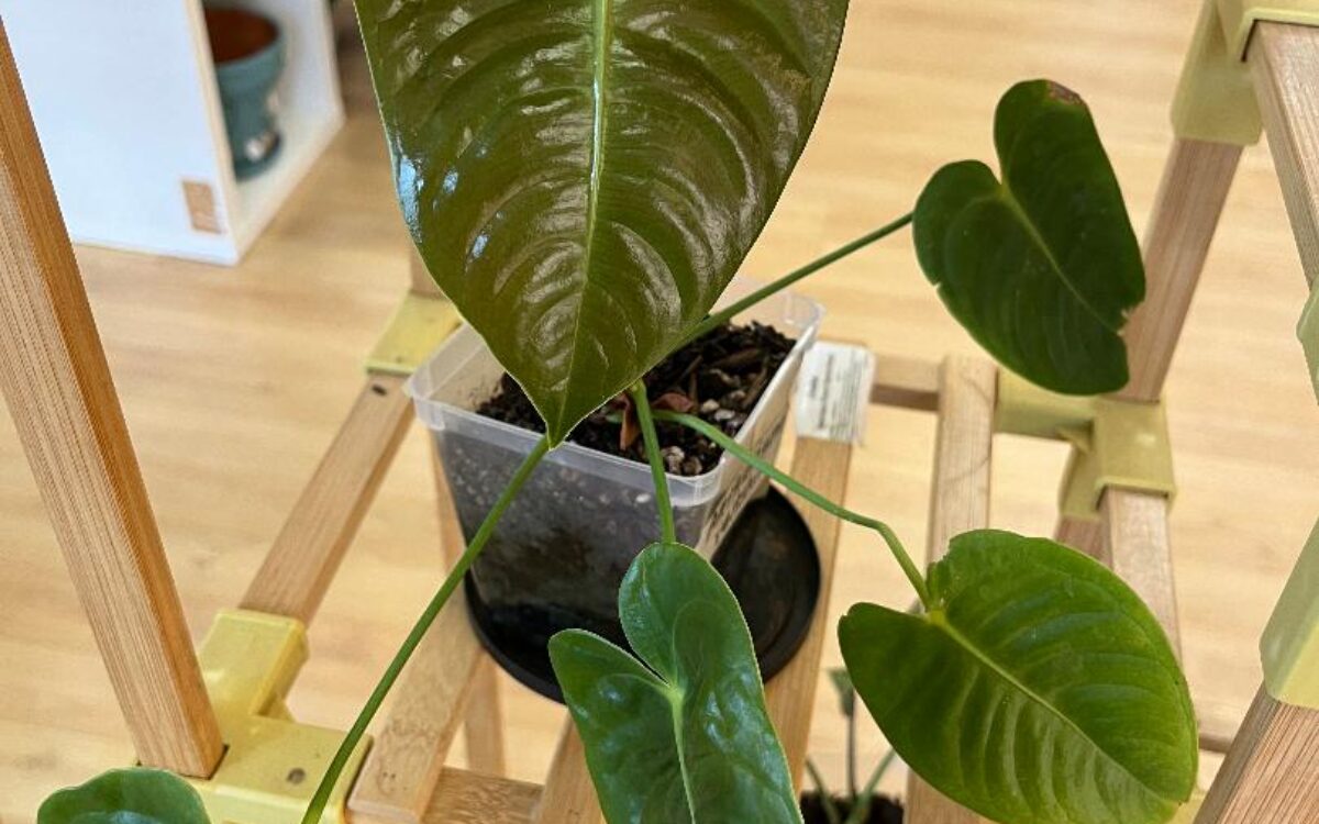 Dark green, ruched leaves, anthurium veitchii, potted plant, 5 leaves