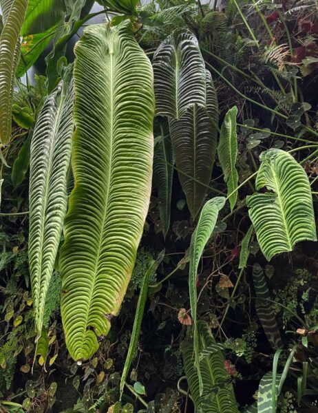 Very large green leaves, ridged, jungle background, anthurium veitchii in natural setting