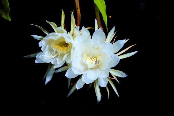 Large white flower on black backgroud, Queen of the Night flower