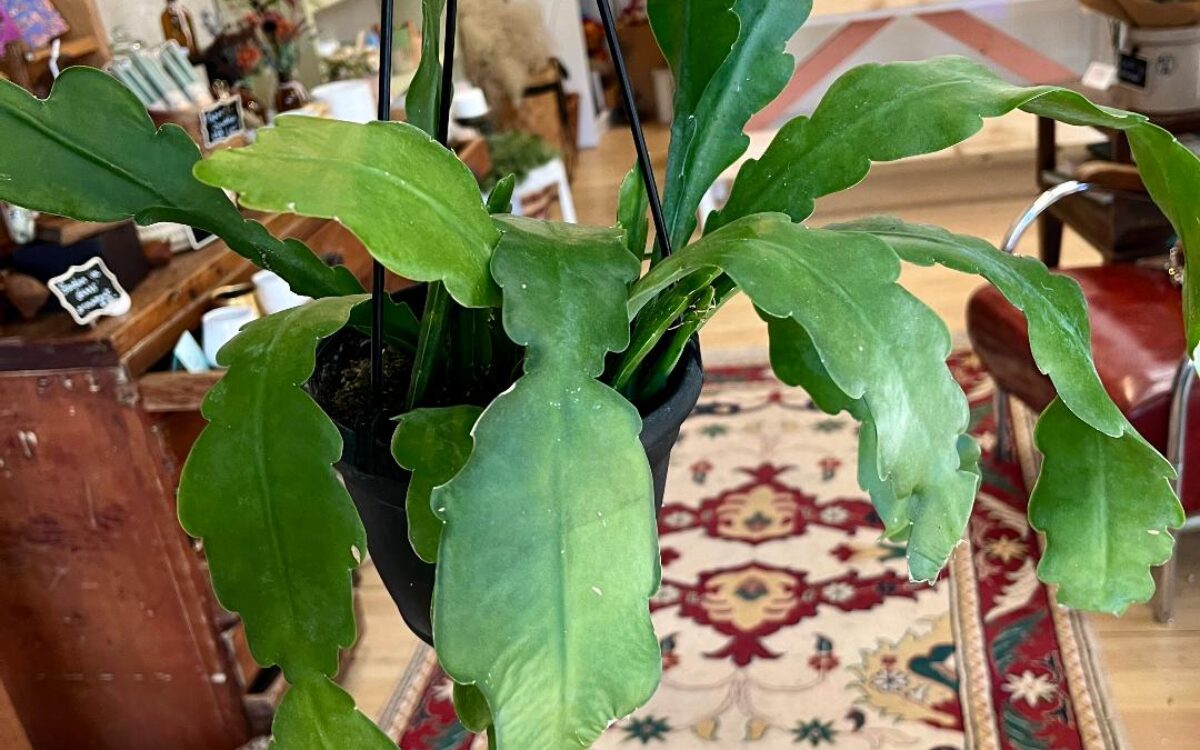 Large green succulent-type plant, hanging plant, potted