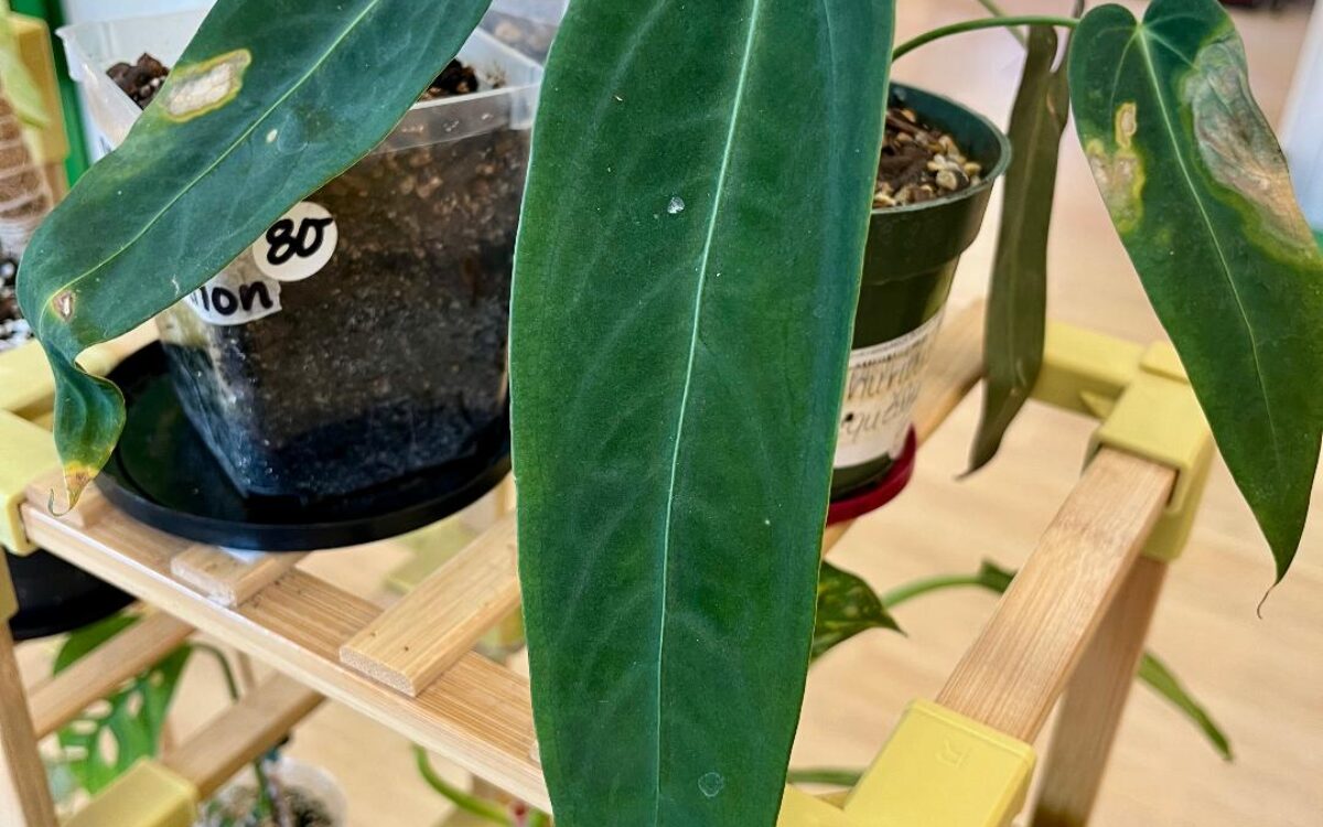 Long leafed dark green plant, anthurium warocqueanum, potted