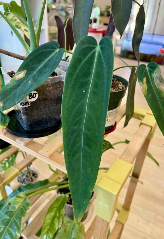 Long leafed dark green plant, anthurium warocqueanum, potted