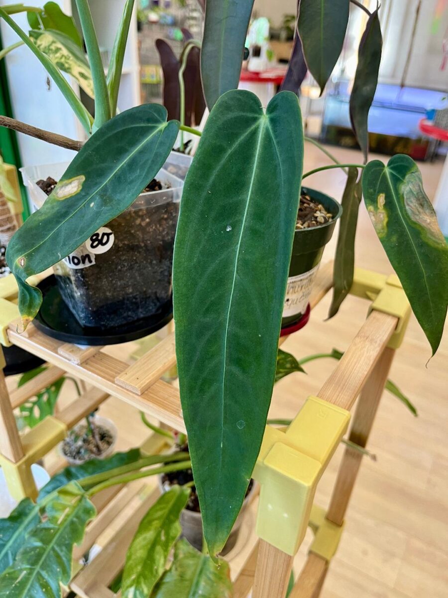 Long leafed dark green plant, anthurium warocqueanum, potted